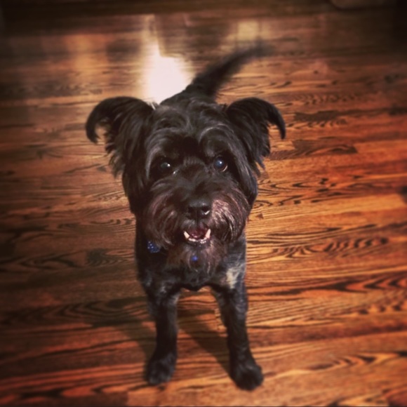 Meet your Posher, TheChairmanMeow 🐈 - Picture 10 of 14